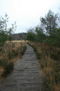 10919028_901099476575988_8618666046224260424_n