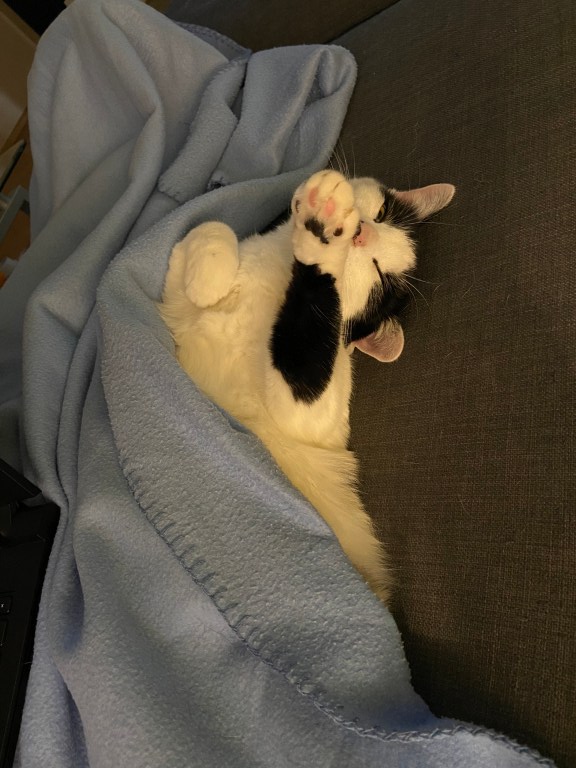 Auf einem grauen Sofa, halb unter einer hellblauen Decke, liegt ein weißer Kater mit schwarzen Marken und räkelt sich genüsslich.
