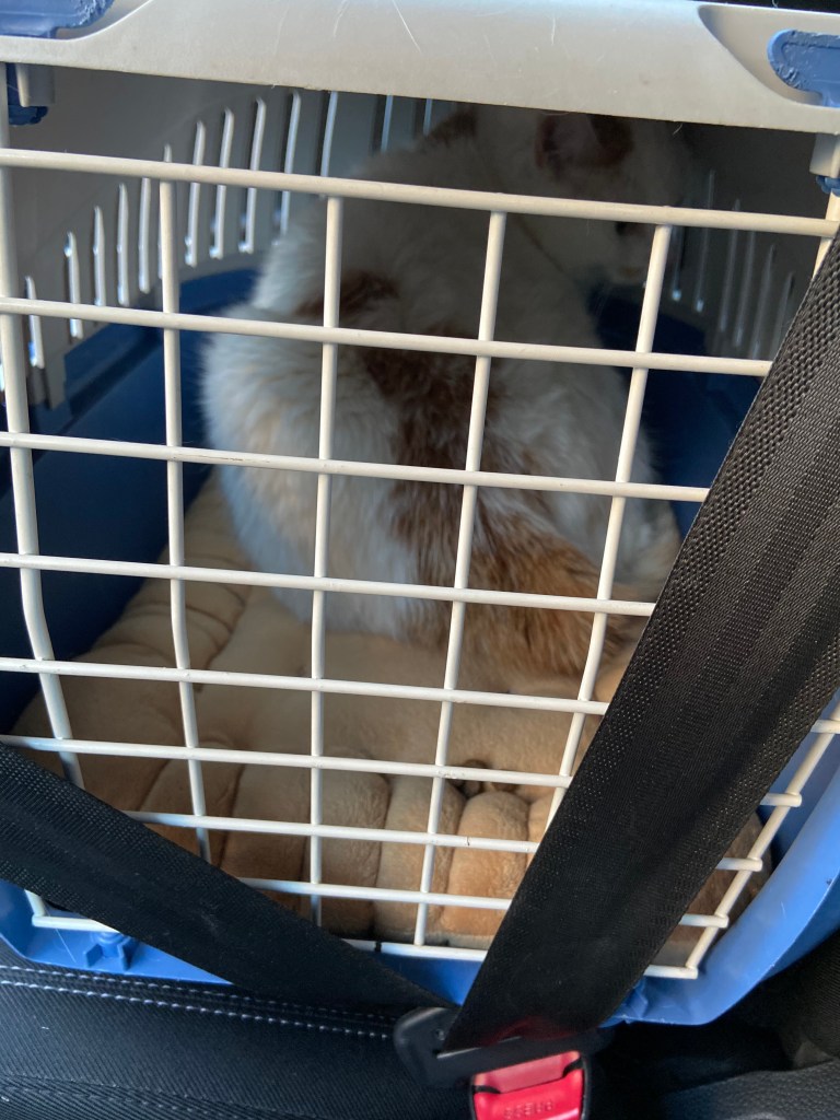 Weißblaue Katzentransportkiste mit weißer Gittertür, auf sandfarbenem Kissen ein weißer Kater mit wenigen roten Markierungen, der deem Betrachter beleidigt den Rücken zuwendet.