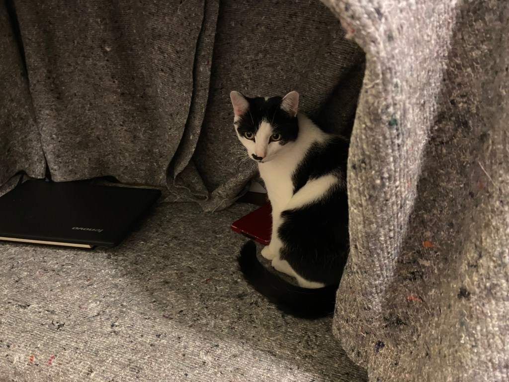 Schwarzweißer Kater sitzt inmitten grauer Decken und guckt aufmerksam, links steht ein zugeklapptes Notebook.