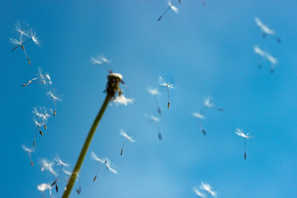 Vor einem strahlend blauen Himmel fliegen einer Pusteblume alle Samen davon.