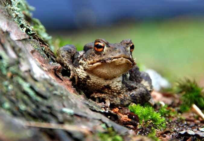 the-frog-amphibian-forest-nature-158031