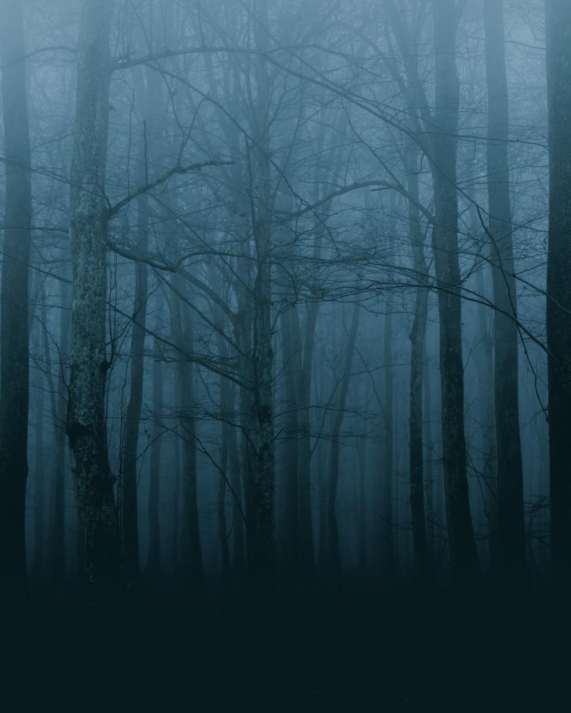 Ein verwachsener Wald mit fein verzweigten Birken und anderen schlanken Bäumen im Nebel, in der späten Abenddämmerung,