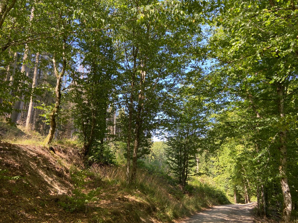 Ein schattiger Waldpfad, es geht bergauf. Links sieht man mehrere Bäume an einem Hang wachsen, rechts schlängelt sich ein flacher Pfade zwischen weiteren Bäumen hindurch der Sonne entgegen.