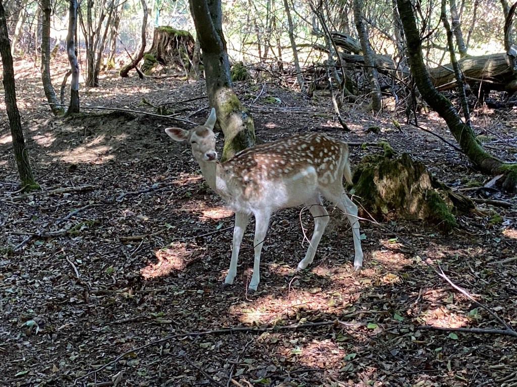 Ein getupfte Rehkitz steht und sieht entspannt in die Kamera.