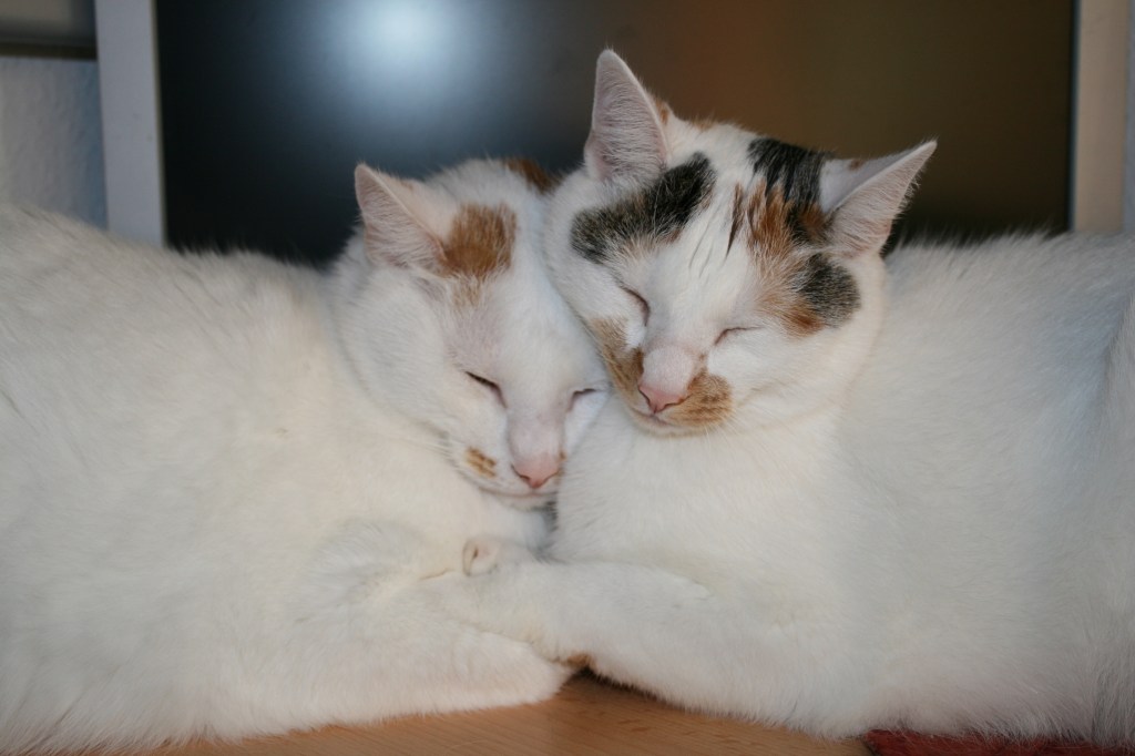 Ein beinahe weißer Kater mit wenigen roten Abzeichen und eine beinahe weiße Katze mit wenigen schwarzen und weißen Abzeichen schmiegen sich, liegend, aneinander und sehen sehr zufrieden aus.