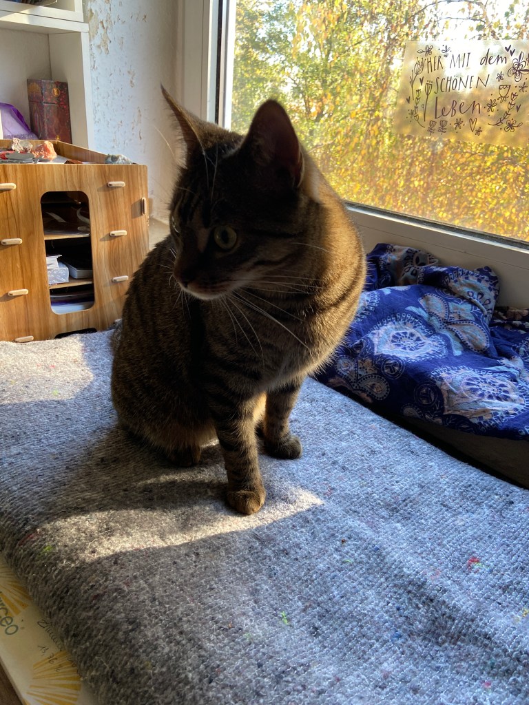 Vor einem Fenster mit herbstlichem Ausblick sitzt auf einer grauen Decke eine graugetigerte Katze und schaut vom Fenster weg. Auf dem Glas klebt ein Slogan: "Her mit dem schönen Leben!" Im Hintergrund Ablagen mit Büromaterial und bunten Steinen.