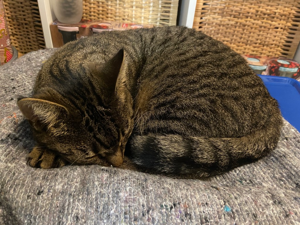 Graugetigerte Katze schläft zusammengerollt auf einer grauen Decke. Im Hintergrund Körbe und Gläser.