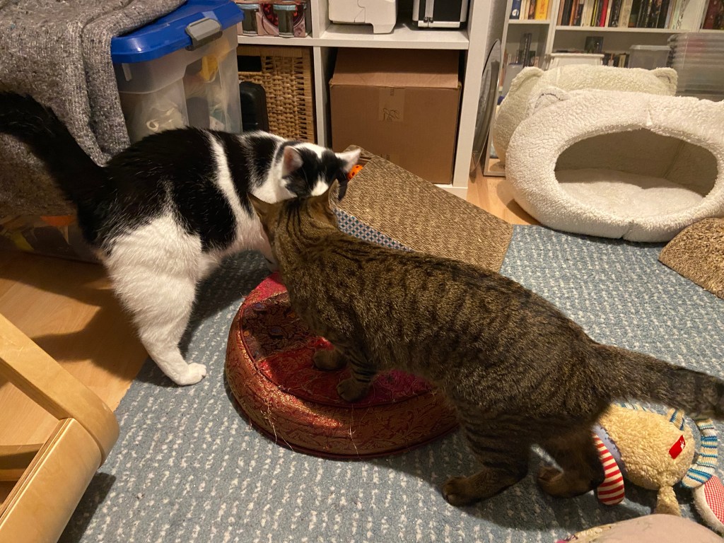 Ein schwarzweißer Kater und eine graugetigerte Katze beschnuppern einander vorsichtig. Um sie herum gibt es Katzenzubehör: Kratzpappen, Spielzeug, eine Kuschelhöhle. Im Hintergrund steht ein Regal mit Kisten, Körben und einer Nähmaschine (unter anderem).