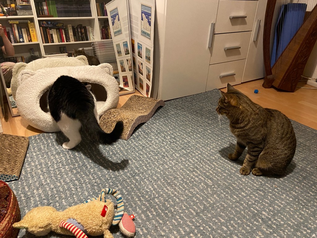 Schwarzweißer Kater untersucht eine weiße flauschige Katzenhöhle, während graugetigerte Katze daneben sitzt und ihn aufmerksam beobachtet.