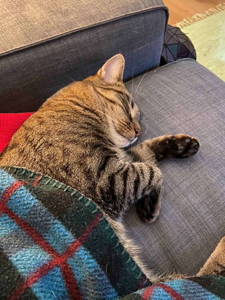 Graugetigerte Katze schläft entspannt halb unter einer grünblau karierten Decke.