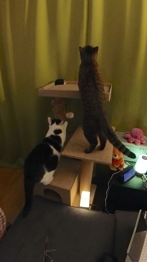 Eine graugetigerte Katze und ein schwarzweißer Kater klettern gemeinsam auf einen sandfarbenen Kratzbaum, den Rücken zur Kamera. Im Hintergrund ein apfelgrüner Vorhang, am Rand einige Stofftiere.