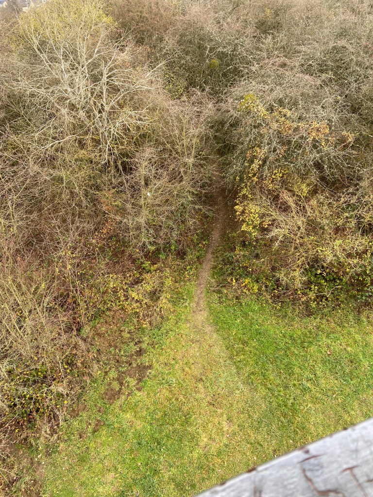 Sicht von oben auf einen schmalen Pfad, der ins Unterholz führt. Die Zweige sind kahl, das Gras vor dem Wald blassgrün und ausgetreten.