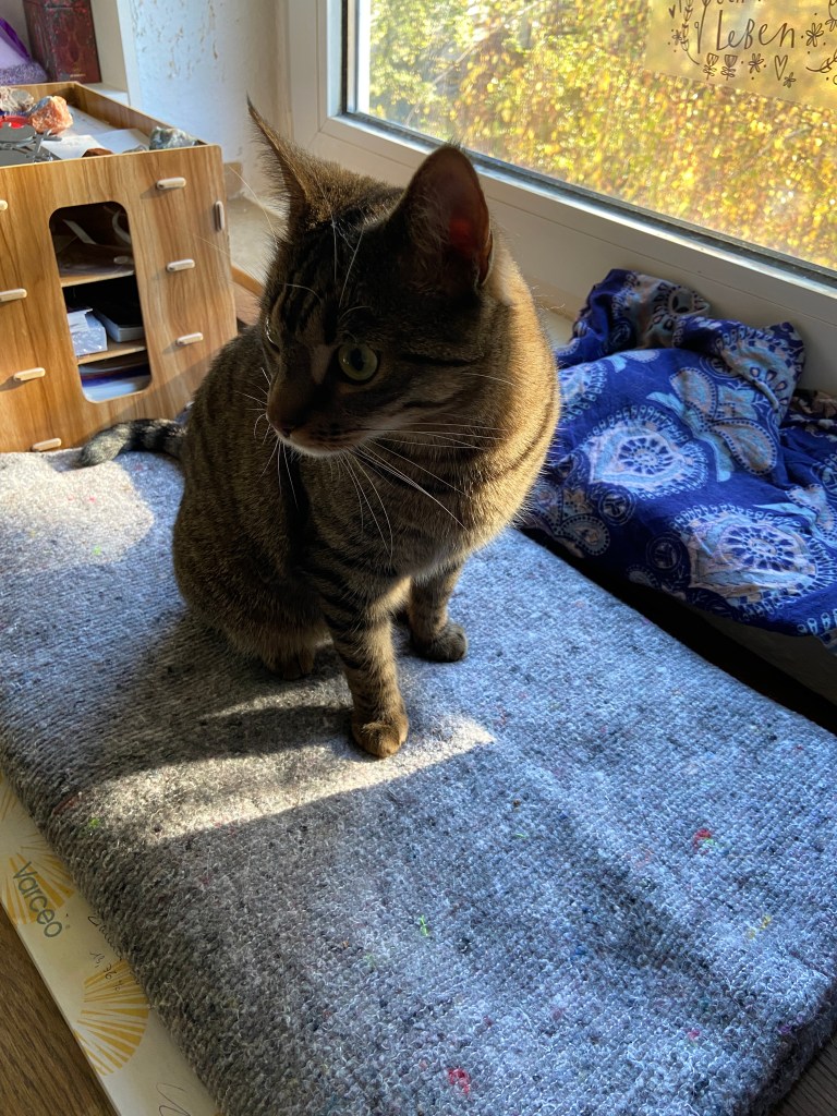 Graugetigerte Katze sitzt auf einer grauen Decke am Fenster und schaut sich um.