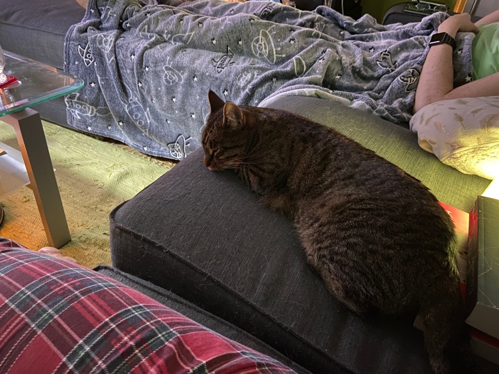Graugetigerte Katze schläft friedlich ausgestreckt auf dem Sofa.