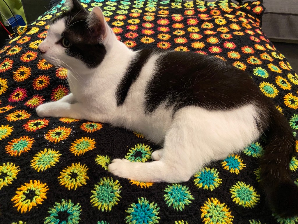 Auf einer gehäkelten Decke liegt ein schwarzweißer Kater und schaut aufmerksam nach links. Die Decke besteht aus mehrfahrbig-bunten Kreisen, die mit schwarzem Garn warbenartig verbunden sind. Die Farben reichen von cyanblau über grün, gelb, orange bis rot.