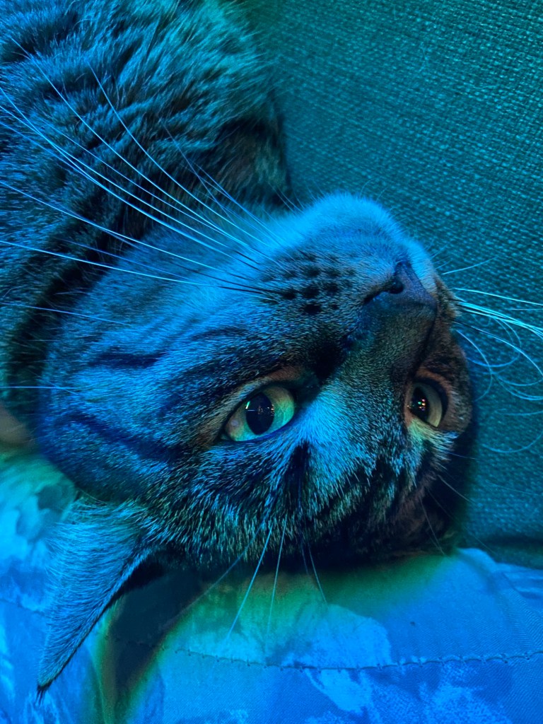 Blaues Licht. Großaufnahme eines getigerten Katzenkopfes.