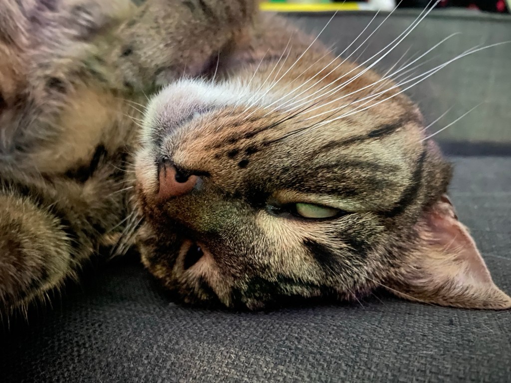 Großaufnahme: Getigerte Katze liegt genussvoll verdreht auf grauem Sofa.