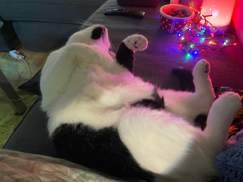 Ein schwarzweißer Kater liegt auf dem Rücken und streckt die Pfoten in die Luft, damit man ihn besser am Bauch kraulen kann.