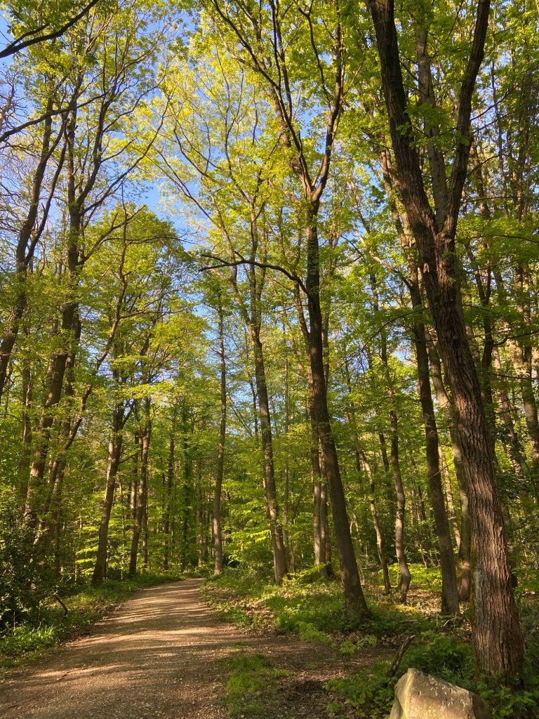 Ein Waldweg im Frühling. Die Laubbäume stehen luftig verteilt, alles ist sehr grün.